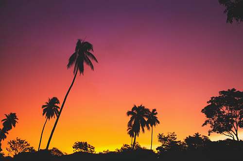 palm tree silhouette of coconut palm trees during golden hour sunset